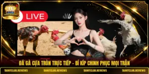 Đá Gà Cựa Tròn Trực Tiếp