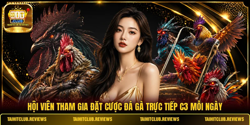Hội viên tham gia đặt cược đá gà trực tiếp C3 mỗi ngày