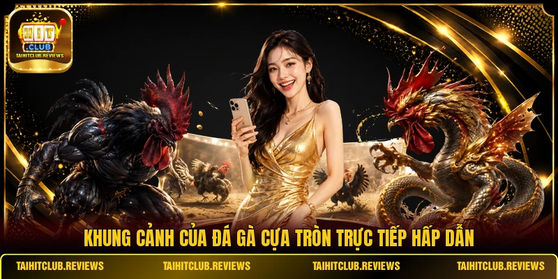 Khung cảnh của đá gà cựa tròn trực tiếp hấp dẫn