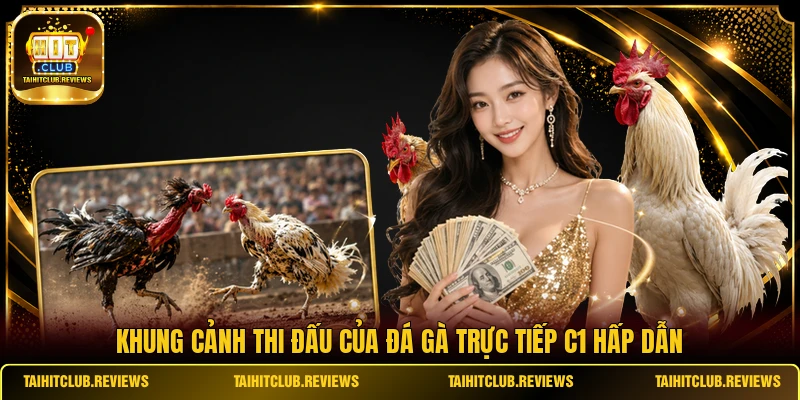 Khung cảnh thi đấu của đá gà trực tiếp C1 hấp dẫn
